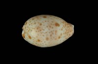 藏品(山貓寶螺)的圖片